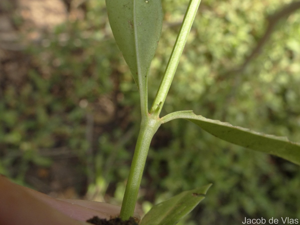 Leptopetalum biflorum (L.) Neupane & N.Wikstr.